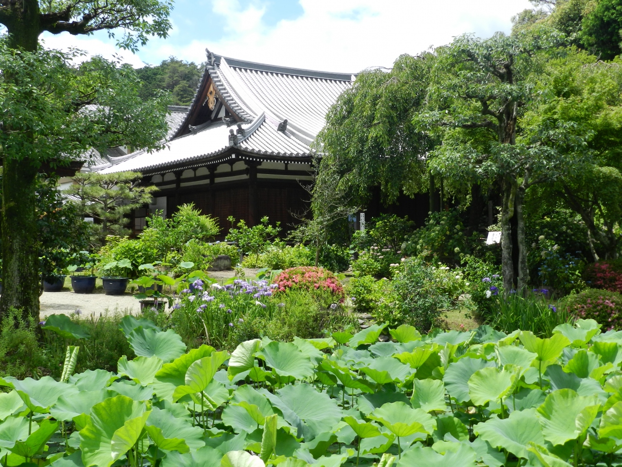 15年6月 法金剛院 の初夏の花たち カフェ ぴちぴち金魚 でランチ 嵐山 嵯峨野 太秦 桂 京都 の旅行記 ブログ By Joecoolさん フォートラベル