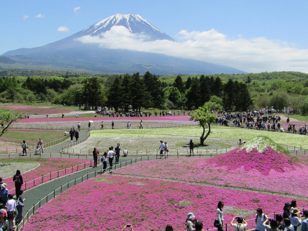 富士山芝桜まつり 富士五湖 山梨県 の旅行記 ブログ By おっとっとさん フォートラベル 富士山芝桜まつり 富士五湖 山梨県 の旅行記 ブログ By おっとっとさん フォートラベル