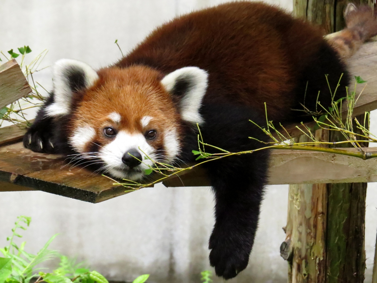 夏のレッサーパンダ紀行【2】 とくしま動物園 雨上がりのまったりファミリー、ミンミンちゃんの今年の出産はなさそうですね