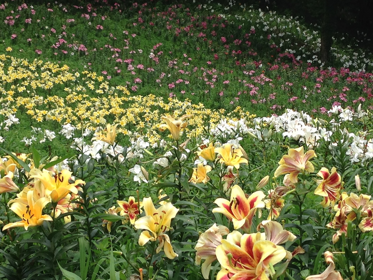 六月の花図鑑 ゆり 16 所沢 埼玉県 の旅行記 ブログ By Michyさん フォートラベル