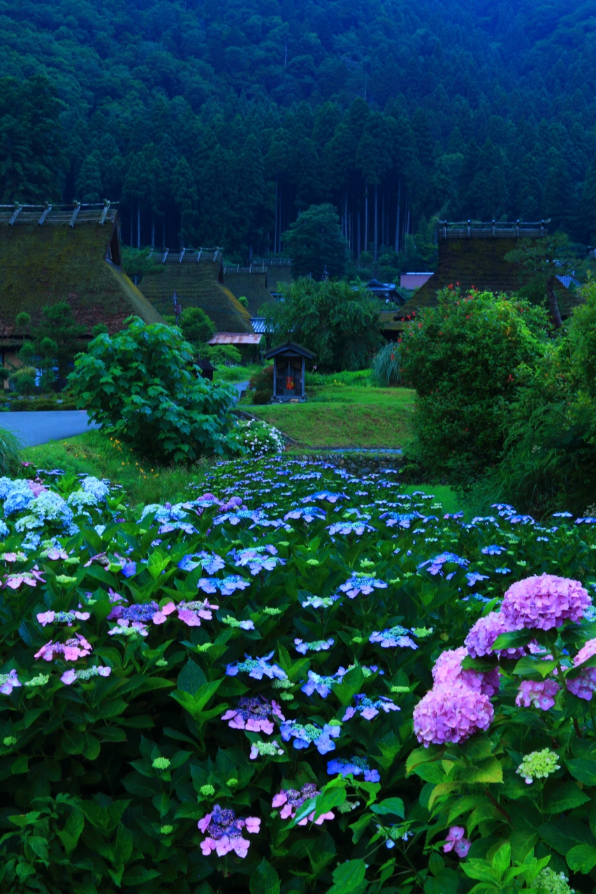 京都 紫陽花めぐり 美山かやぶきの里 丹州觀音寺 舞鶴自然文化園 福知山 京都 の旅行記 ブログ By ふーさん フォートラベル