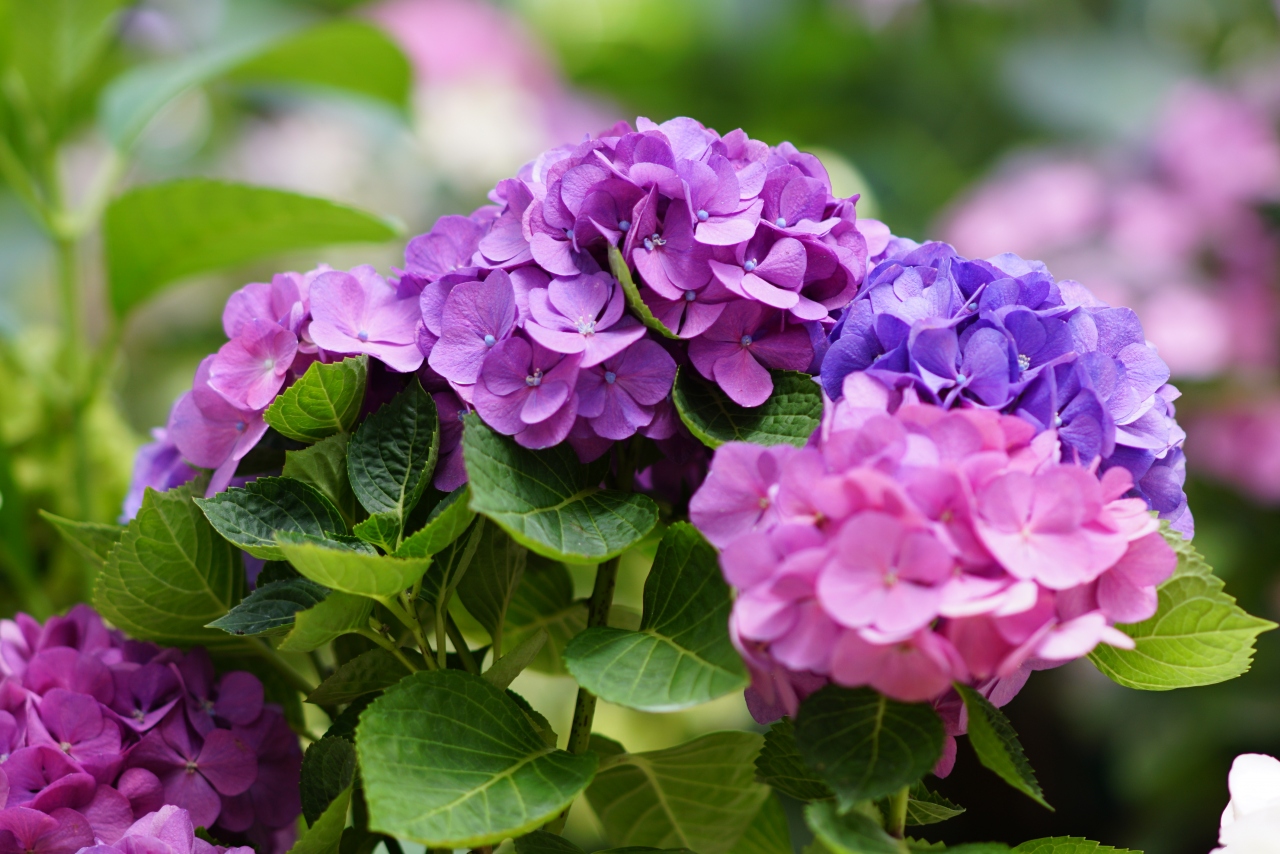 加茂花菖蒲園 90 ほど萎れていた菖蒲園に出かけてみた 紫陽花 菖蒲 袋井 静岡県 の旅行記 ブログ By Yasuさん フォートラベル