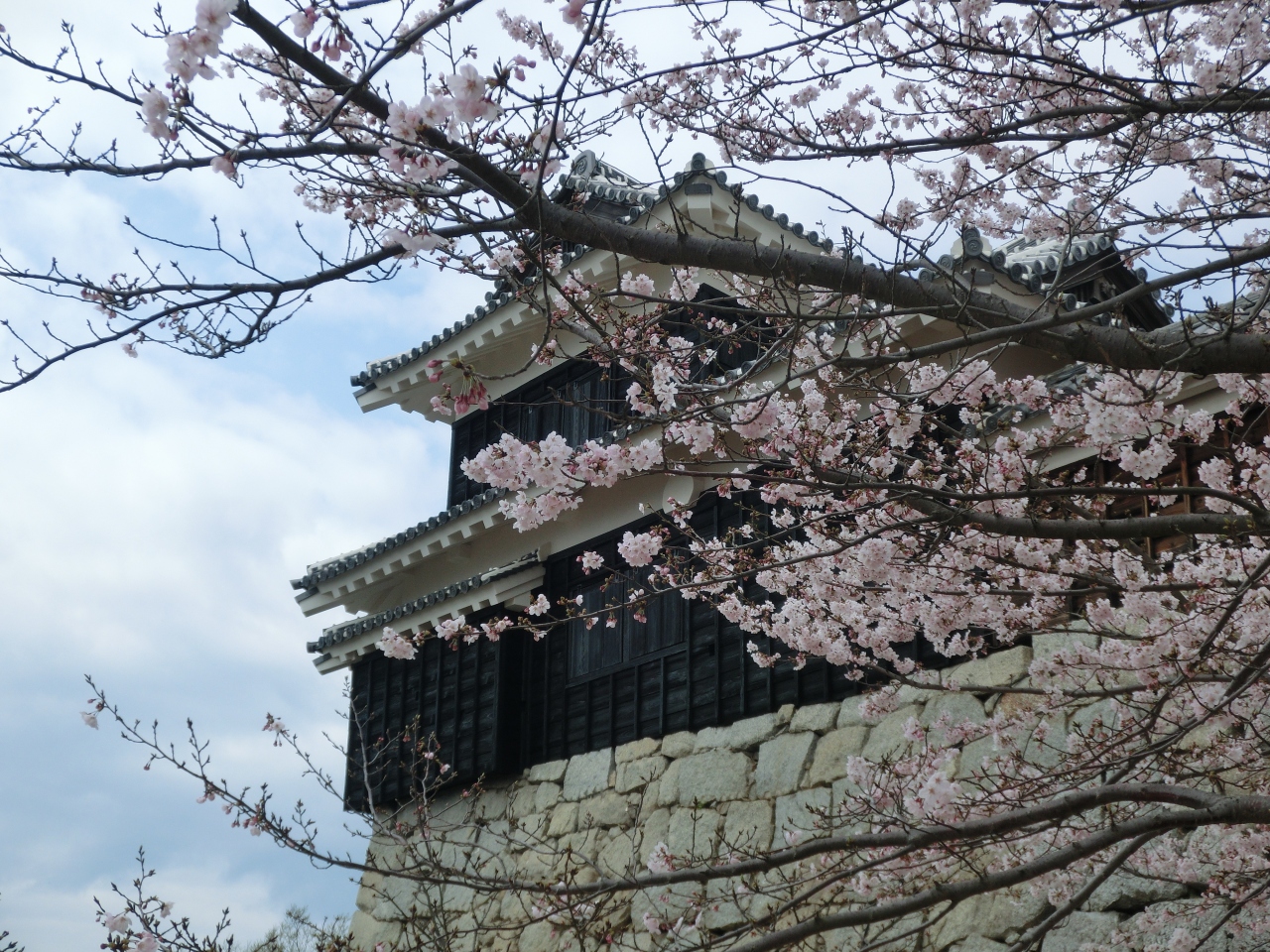 松山城で桜を堪能 松山 愛媛県 の旅行記 ブログ By クッキーさん フォートラベル