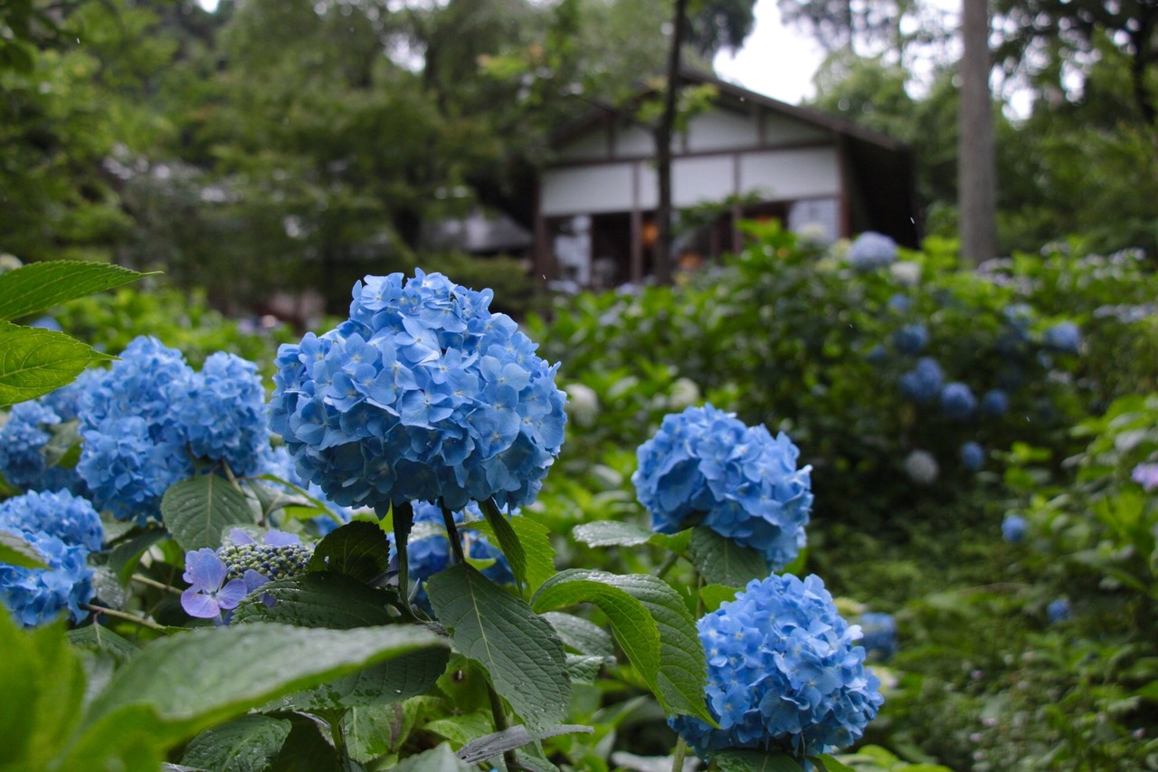 京都大原三千院で紫陽花を鑑賞 八瀬 大原 貴船 鞍馬 京都 の旅行記 ブログ By Claudiaさん フォートラベル