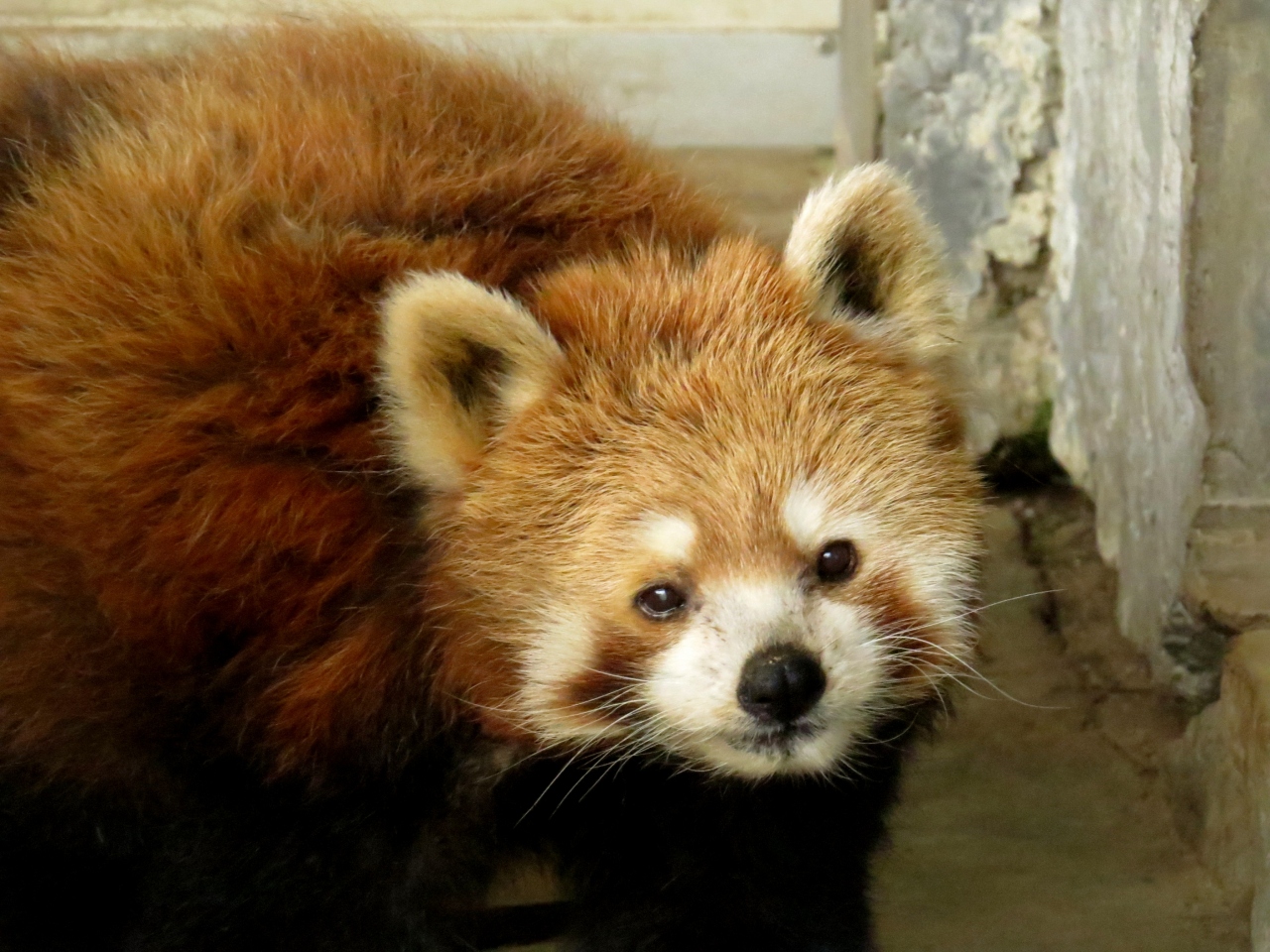 夏のレッサーパンダ紀行 4 秋吉台自然動物公園サファリランド ついに会う事ができました 現在 日本最高齢の宝宝じいちゃん 秋吉台 山口県 の旅行記 ブログ By Jilllucaさん フォートラベル 夏のレッサーパンダ紀行 4 秋吉台自然動物公園サファリランド ついに会う事ができました 現在 日本最高齢の宝宝じいちゃん 秋吉台 山口県 の旅行記 ブログ By Jilllucaさん フォートラベル