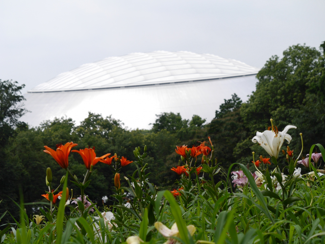 埼玉所沢 50種45万株の百合の花が咲き誇る ところざわのゆり園 を訪れて 所沢 埼玉県 の旅行記 ブログ By Sakatomoさん フォートラベル