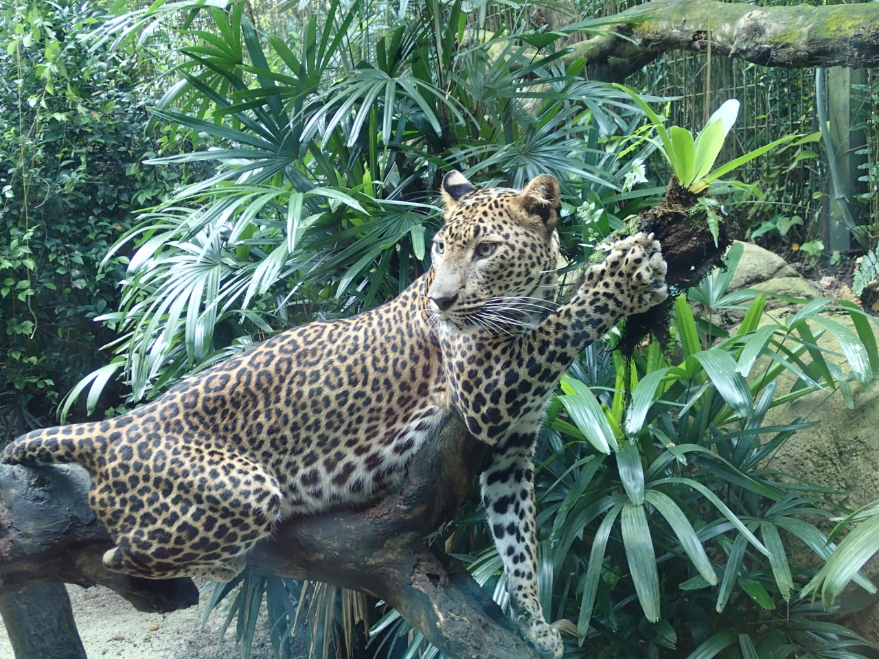 16年 早めの夏休みはシンガポールで シンガポール動物園 インペリアル トレジャー スーパー ペキン ダック シンガポール シンガポール の旅行記 ブログ By Jelvaさん フォートラベル