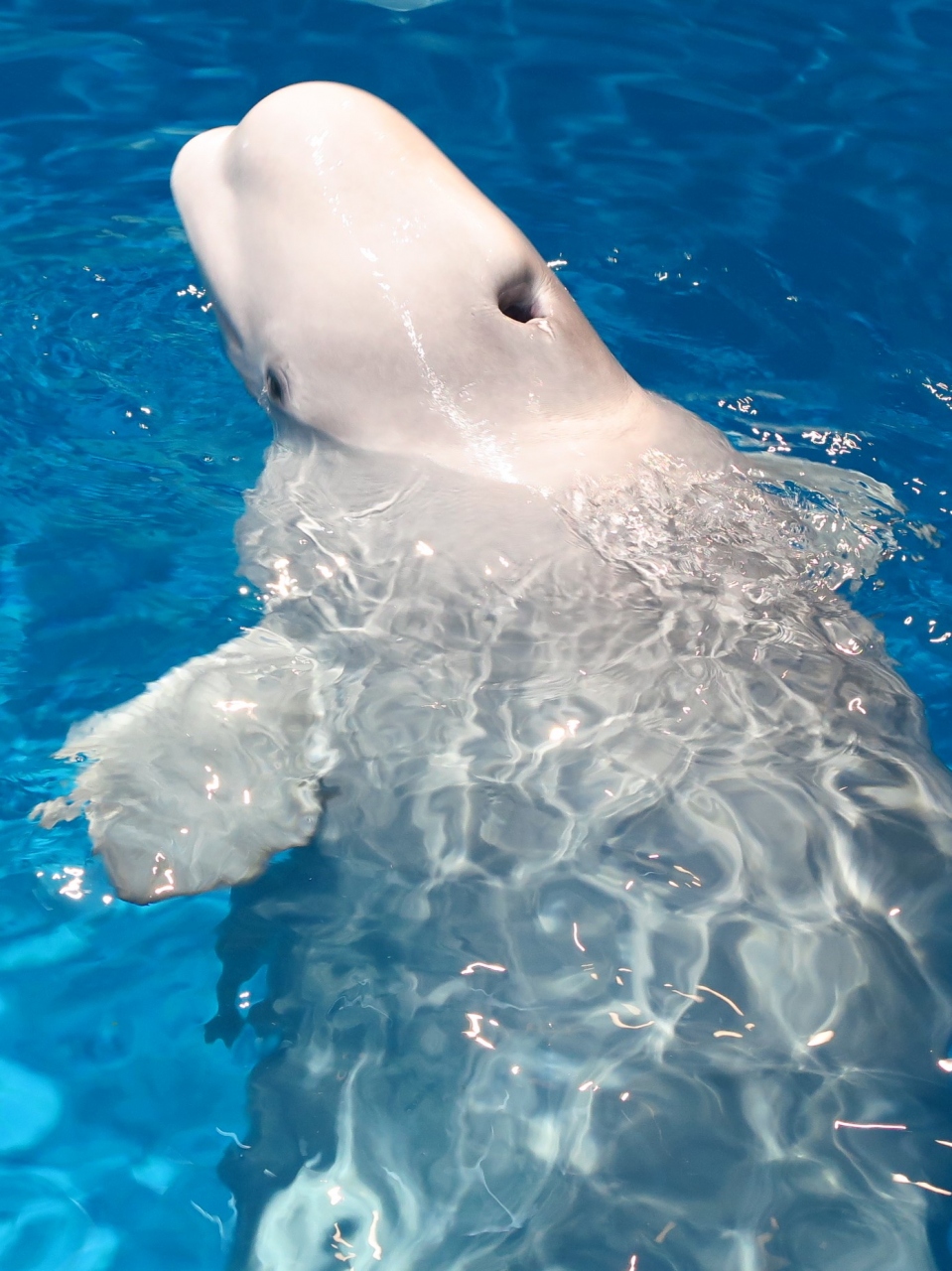 名古屋港水族館3/6 シロイルカ/ベルーガ ☆カナダ・ハドソン湾のイメージ