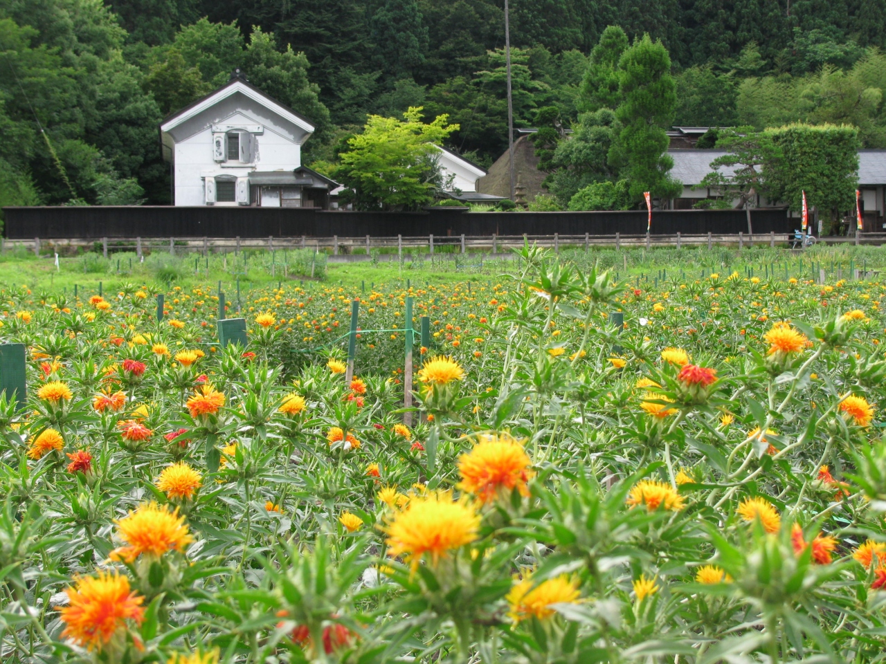 晴れおじさん 紅花まつり をハシゴする 山辺 中山 山形県 の旅行記 ブログ By アジア好きの晴れおじさんさん フォートラベル