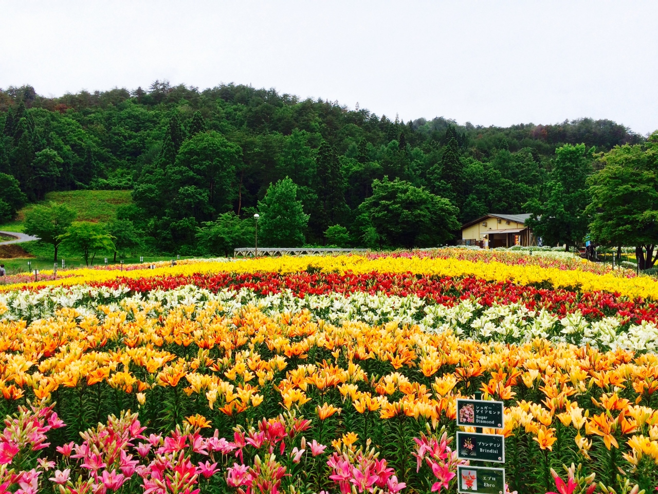 飯豊どんでん平ゆり園 飯豊 小国 山形県 の旅行記 ブログ By ゆらっとさん フォートラベル