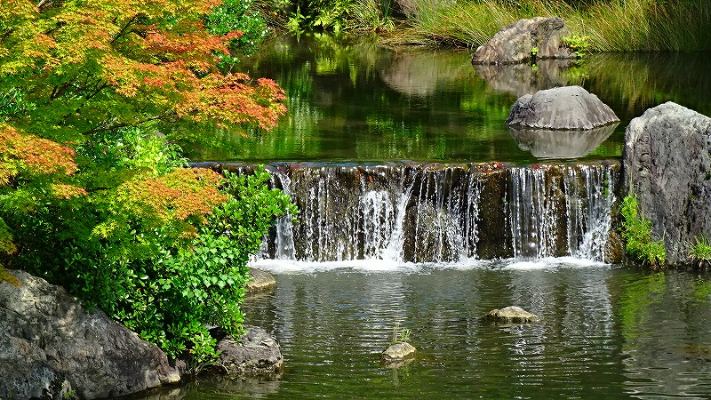 万博記念公園 ２ 日本庭園の心字池周辺の鑑賞編 吹田 万博公園 大阪 の旅行記 ブログ By Hn11さん フォートラベル