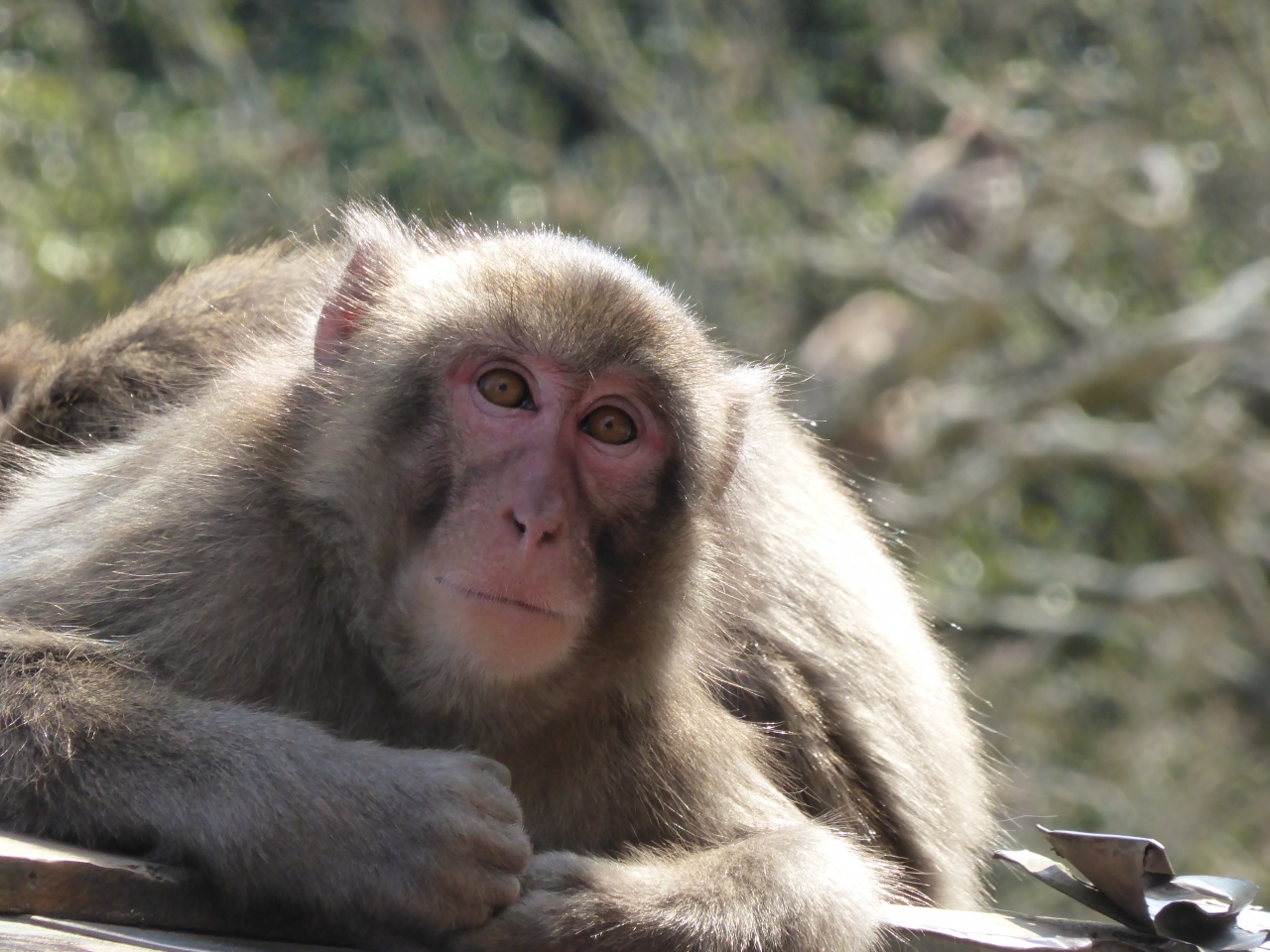 別府地獄めぐりと高崎山自然動物園へ 2日目続地獄めぐりと高崎山編 別府温泉 大分県 の旅行記 ブログ By くーもさん フォートラベル 別府地獄めぐりと高崎山自然動物園へ 2日目続地獄めぐりと高崎山編 別府温泉 大分県 の旅行記 ブログ By くーもさん フォートラベル