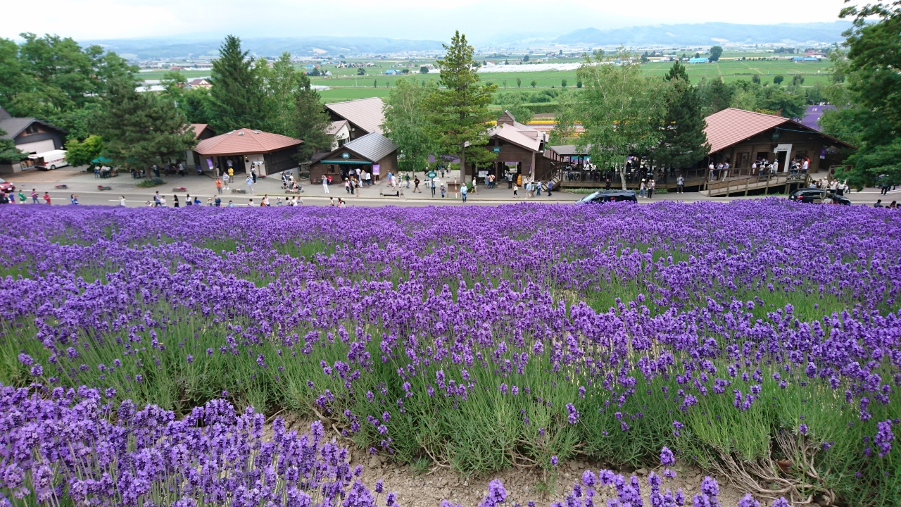 日帰りの札幌 富良野 美瑛ドライブ観光 富良野 北海道 の旅行記 ブログ By じゃんさん フォートラベル