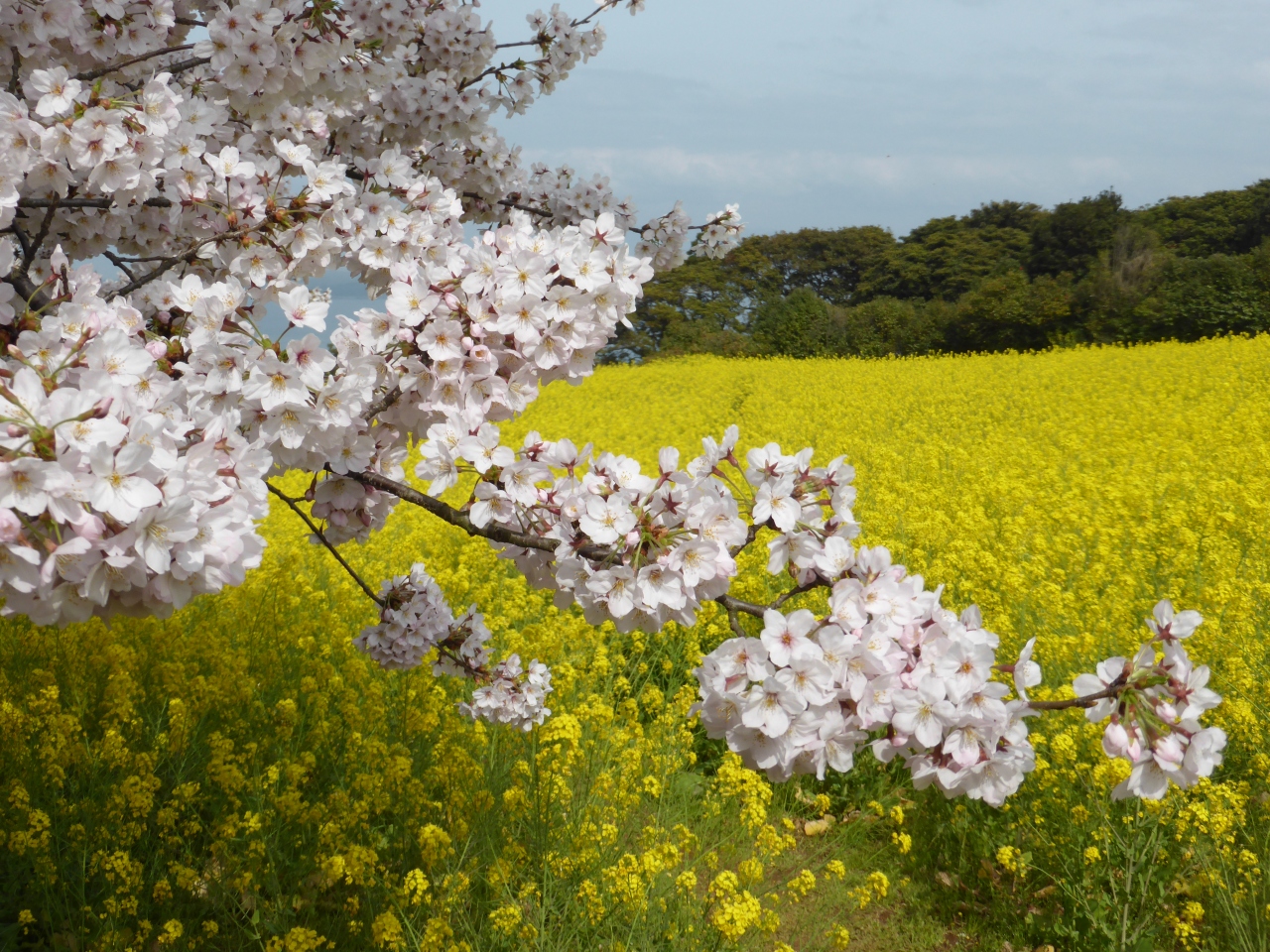 花咲く島 能古島 のこのしま へ In 福岡 福岡県の旅行記 ブログ By くーもさん フォートラベル