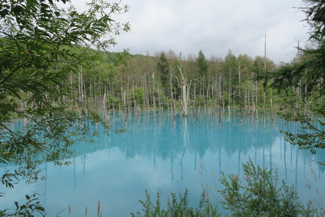 家族で夏の北海道旅行 富良野 美瑛 旭川 札幌 小樽 北海道の旅行記 ブログ By みーさん フォートラベル