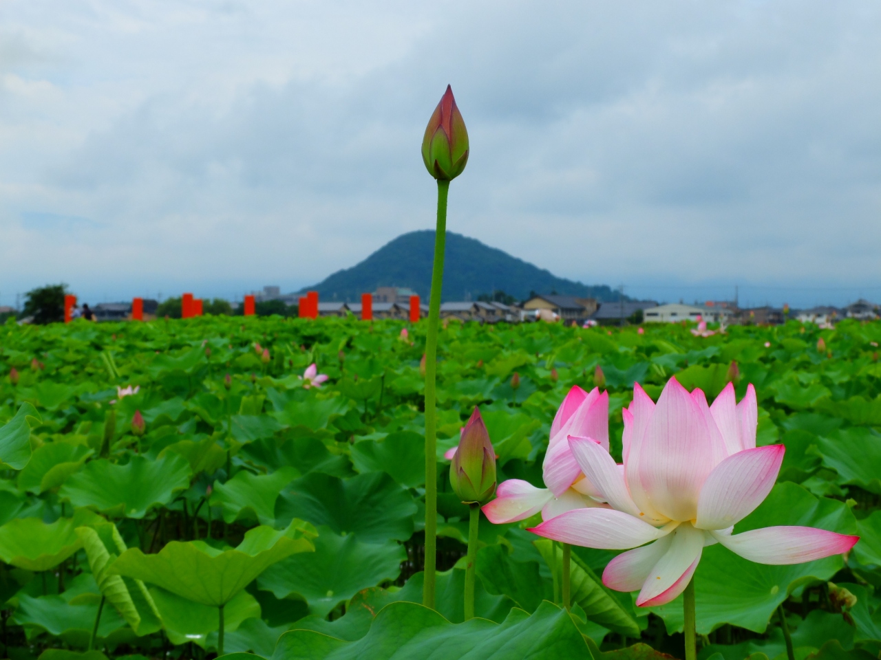 藤原京 はすはじめてひらく 橿原 奈良県 の旅行記 ブログ By Nomadic Dreamさん フォートラベル 藤原京 はすはじめてひらく 橿原 奈良県 の旅行記 ブログ By Nomadic Dreamさん フォートラベル