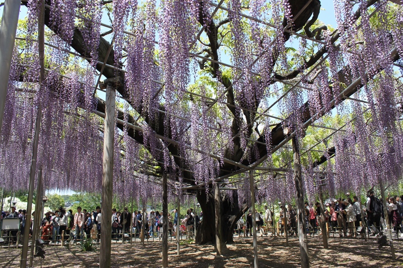 足利フラワーパーク 足利 栃木県 の旅行記 ブログ By まさたびさん フォートラベル