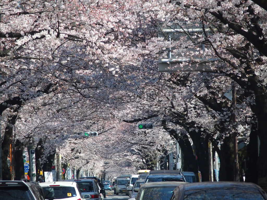吉祥寺 桜のトンネル 吉祥寺 三鷹 東京 の旅行記 ブログ By はなみちさん フォートラベル