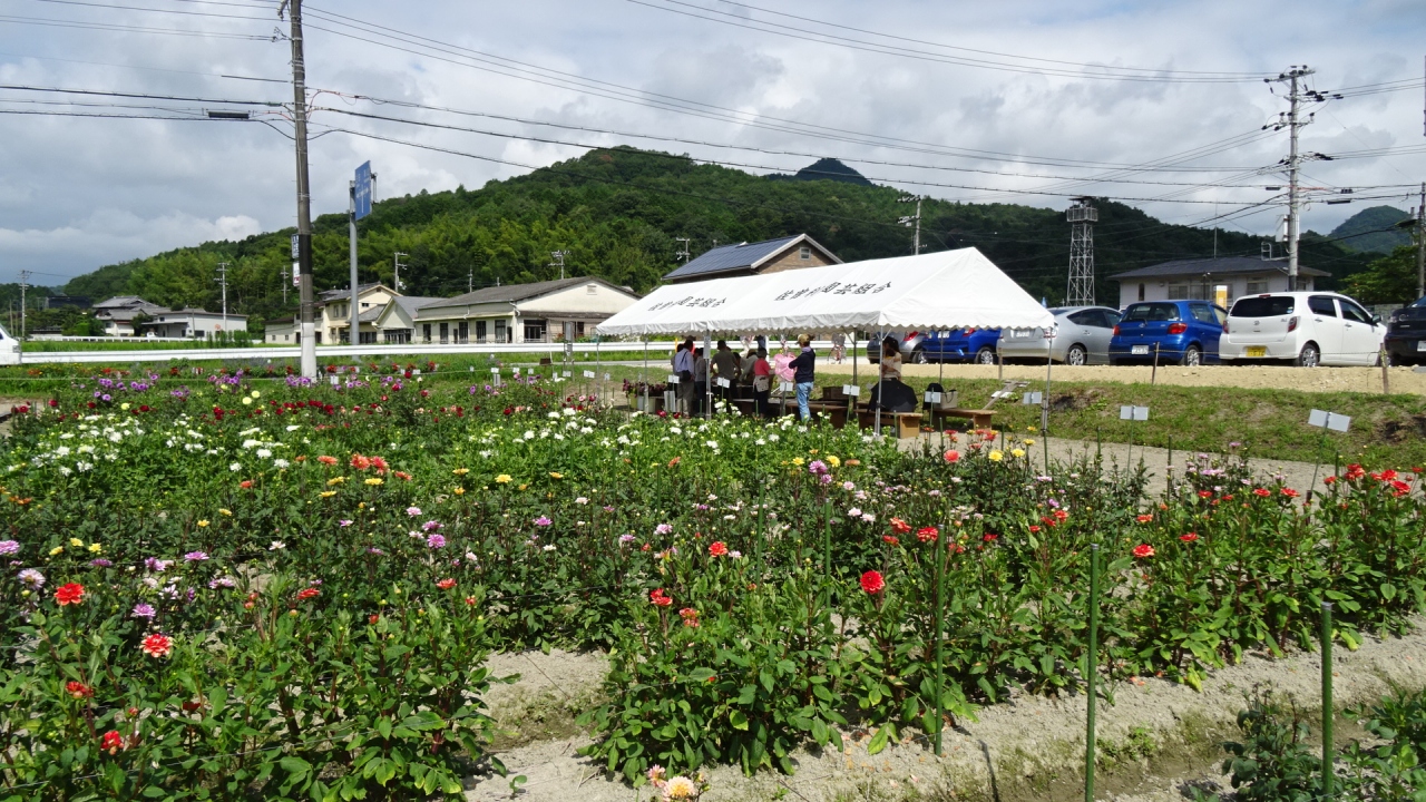 ダリアの日 ７月２９日 の宝塚ダリア園 上巻 宝塚 兵庫県 の旅行記 ブログ By Hn11さん フォートラベル