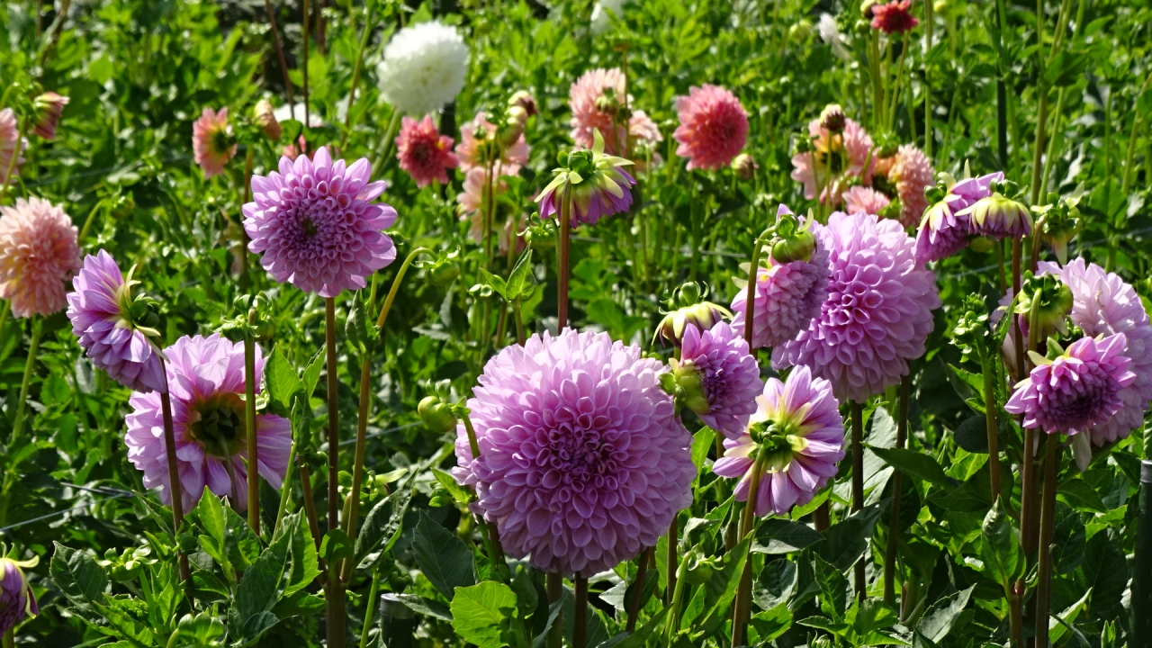 ダリアの日 ７月２９日 の宝塚ダリア園 下巻 宝塚 兵庫県 の旅行記 ブログ By Hn11さん フォートラベル
