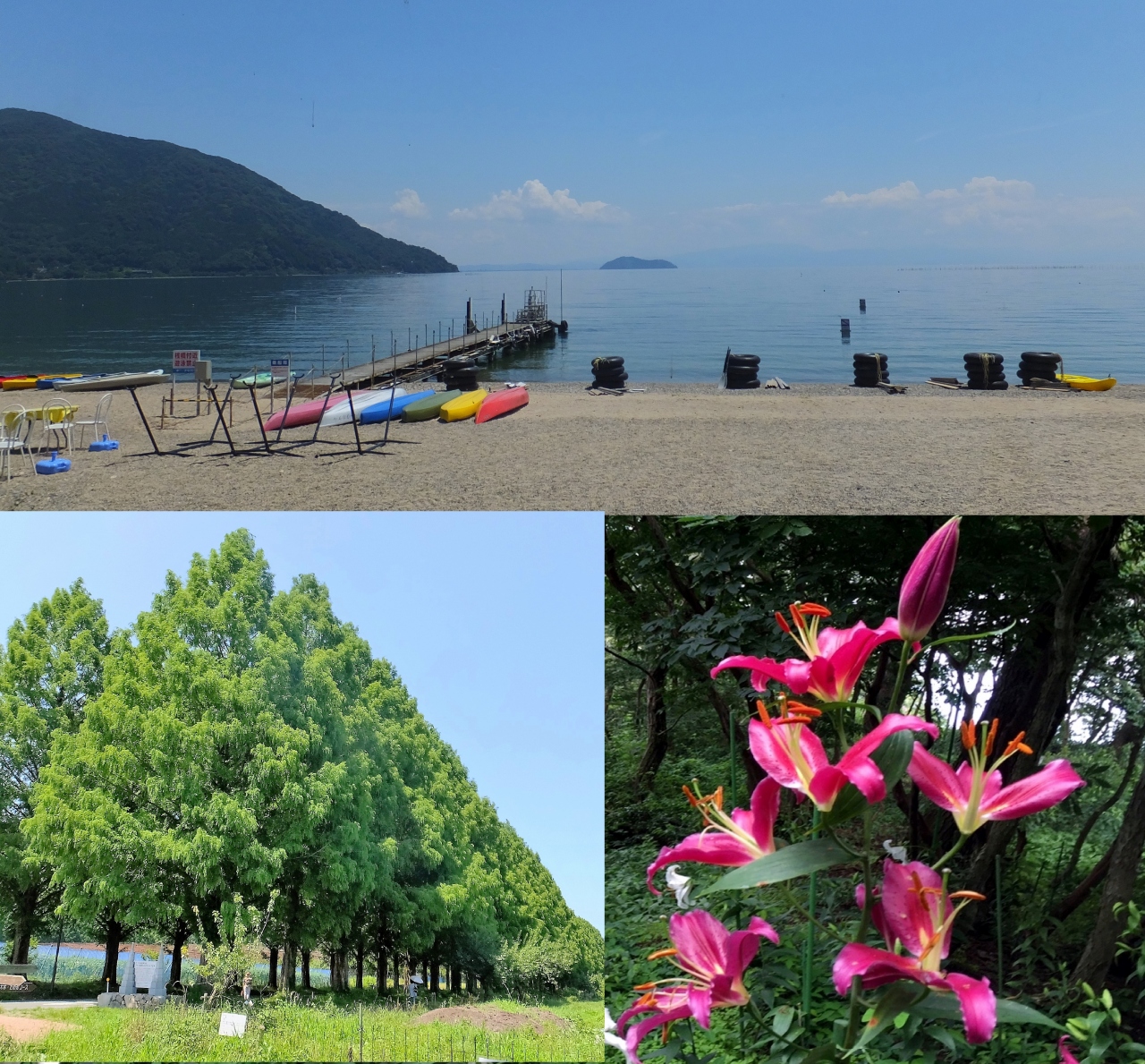 びわこ箱館山ゆり園とランチバイキング マキノ緑のメタセコイヤ並木道へ 高島 滋賀県 の旅行記 ブログ By Mioさん フォートラベル