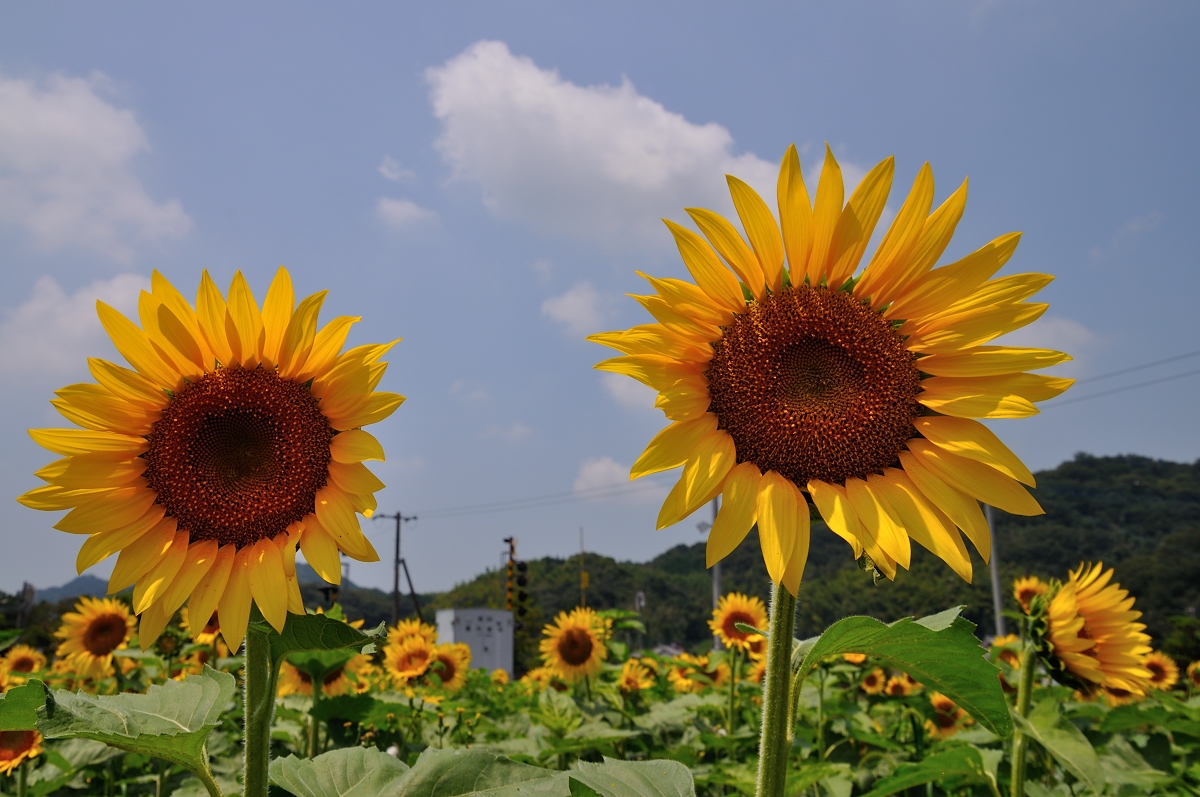 2016夏 青春18きっぷで讃岐まんのう町のひまわり畑を訪ねて まんのう 香川県 の旅行記 ブログ By Elliott 7さん フォートラベル 2016夏 青春18きっぷで讃岐まんのう町のひまわり畑を訪ねて まんのう 香川県 の旅行記 ブログ By Elliott 7さん フォートラベル