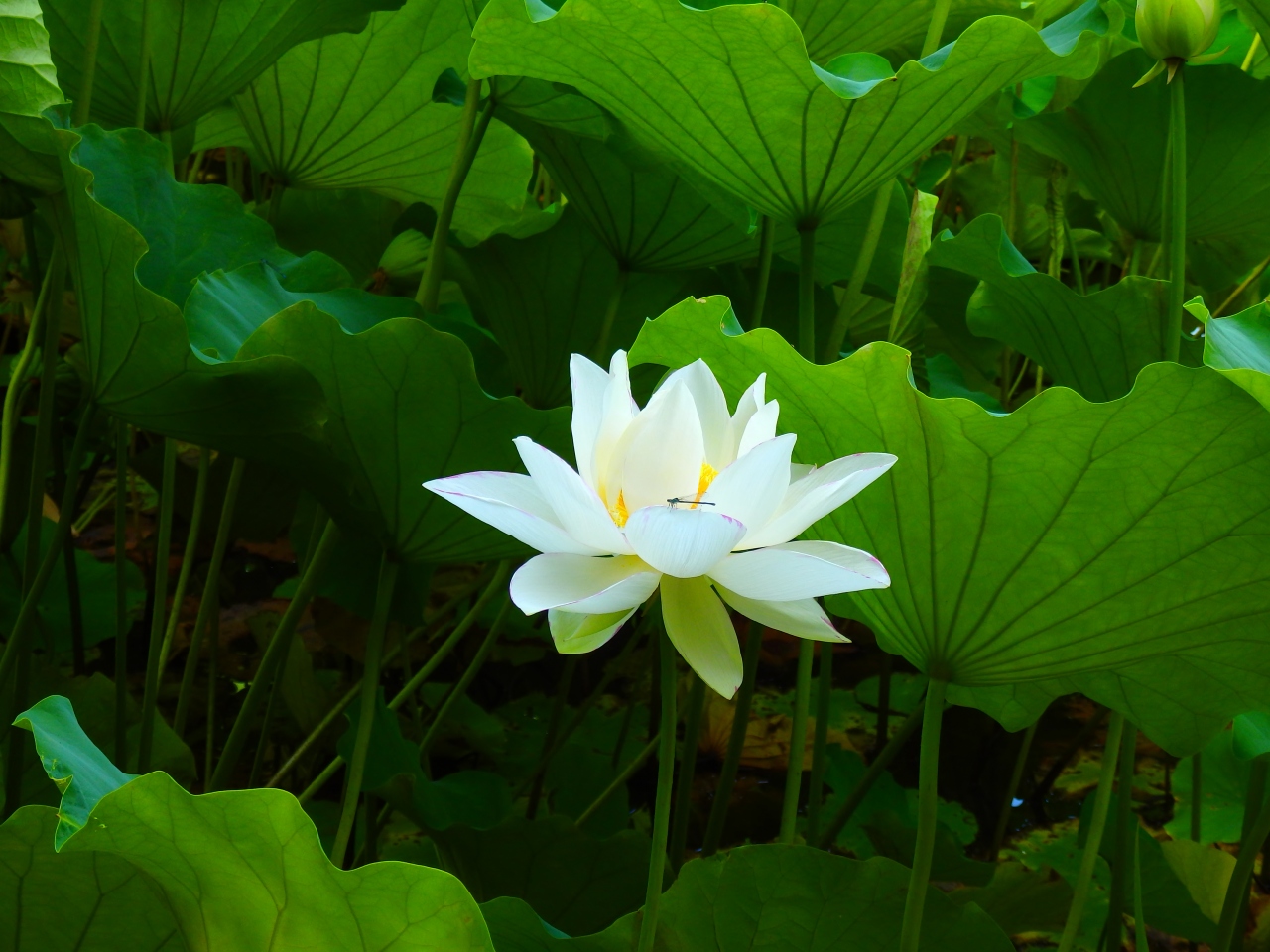 済々と 蓮の花咲く 寺の朝 嵐山 嵯峨野 太秦 桂 京都 の旅行記 ブログ By Koumeさん フォートラベル