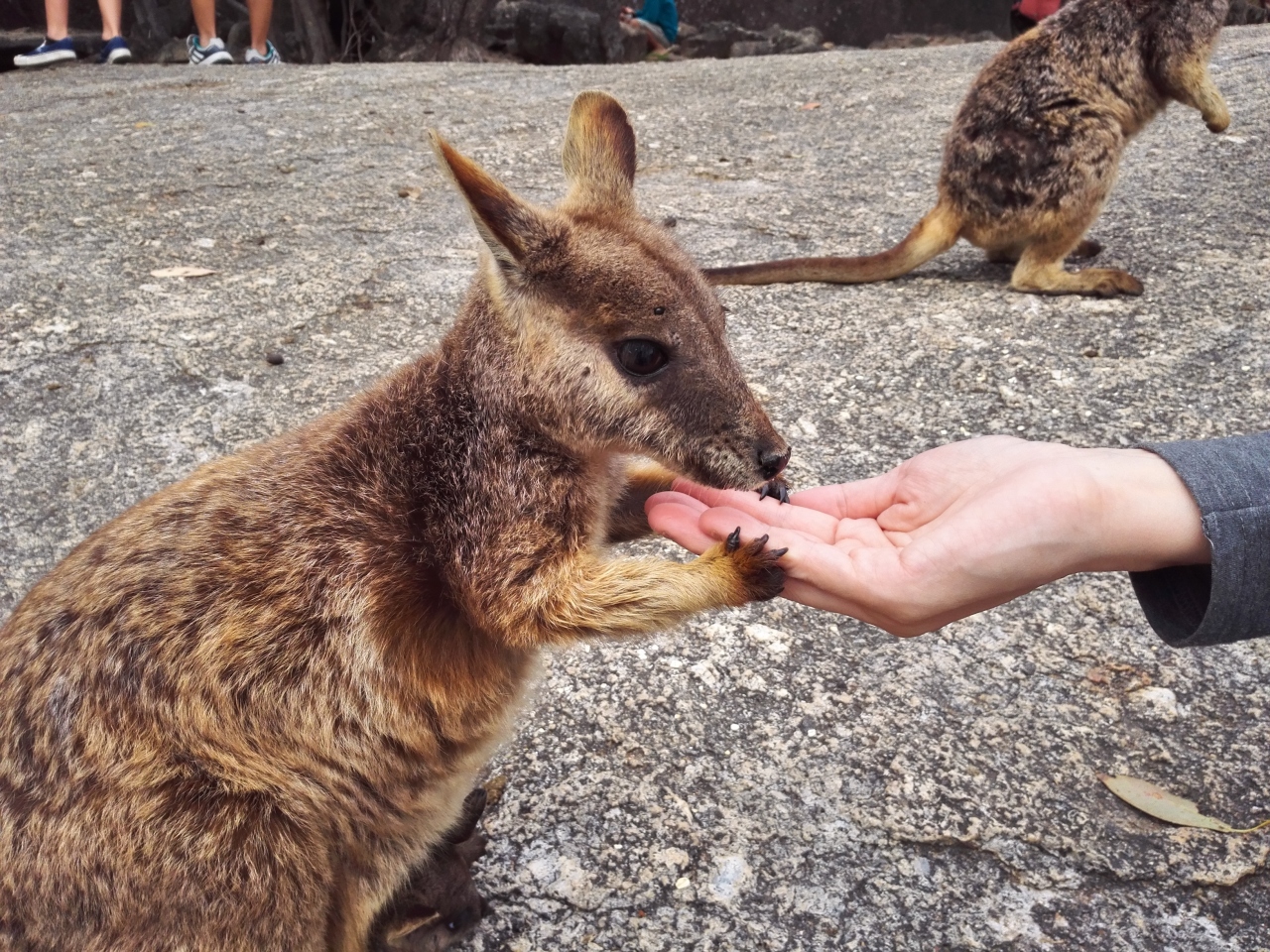 16夏休みファミリーでケアンズ 4日目 どきどき動物探検ツアー ケアンズ オーストラリア の旅行記 ブログ By アユミさん フォートラベル