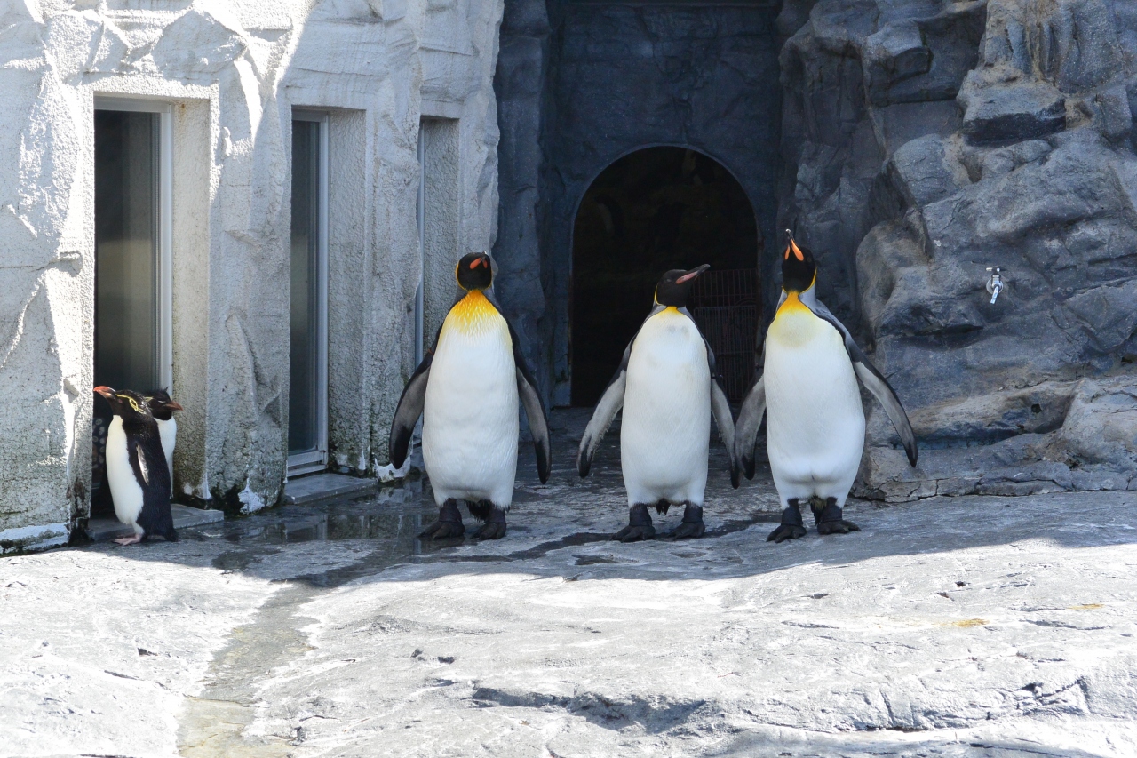 16年 夏本番はやっぱり北海道でしょう 旭山動物園 ルスツ 旭川 北海道 の旅行記 ブログ By Jelvaさん フォートラベル