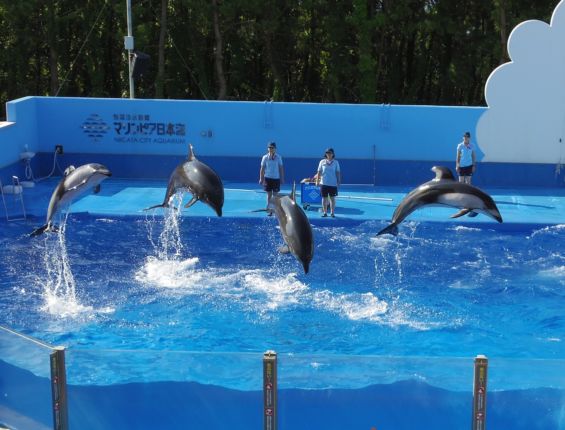 ４トラの日本地図塗りつぶしの旅 最後の新潟県へ 1日目 新潟水族館 ホテル日航新潟 新潟市 新潟県 の旅行記 ブログ By 夏への扉さん フォートラベル