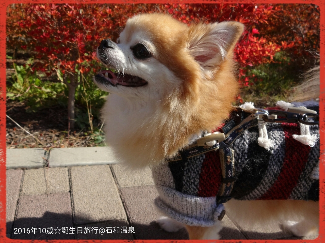 犬旅 山梨 石和 かんぽの宿 石和温泉 祝10歳の誕生日 車椅子でも安心バリアフリー旅 週末２日間 16 11 石和温泉 山梨県 の旅行記 ブログ By ちょこ旅さん フォートラベル