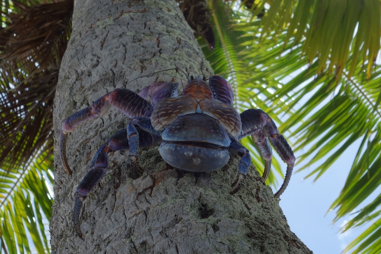 タヒチでcカード取得 その8 ランギロアのブルーラグーンでランチ ランギロア島 タヒチ の旅行記 ブログ By 旅熊 Kokazさん フォートラベル タヒチでcカード取得 その8 ランギロアのブルーラグーンでランチ ランギロア島 タヒチ の旅行記 ブログ By 旅熊 Kokazさん フォートラベル