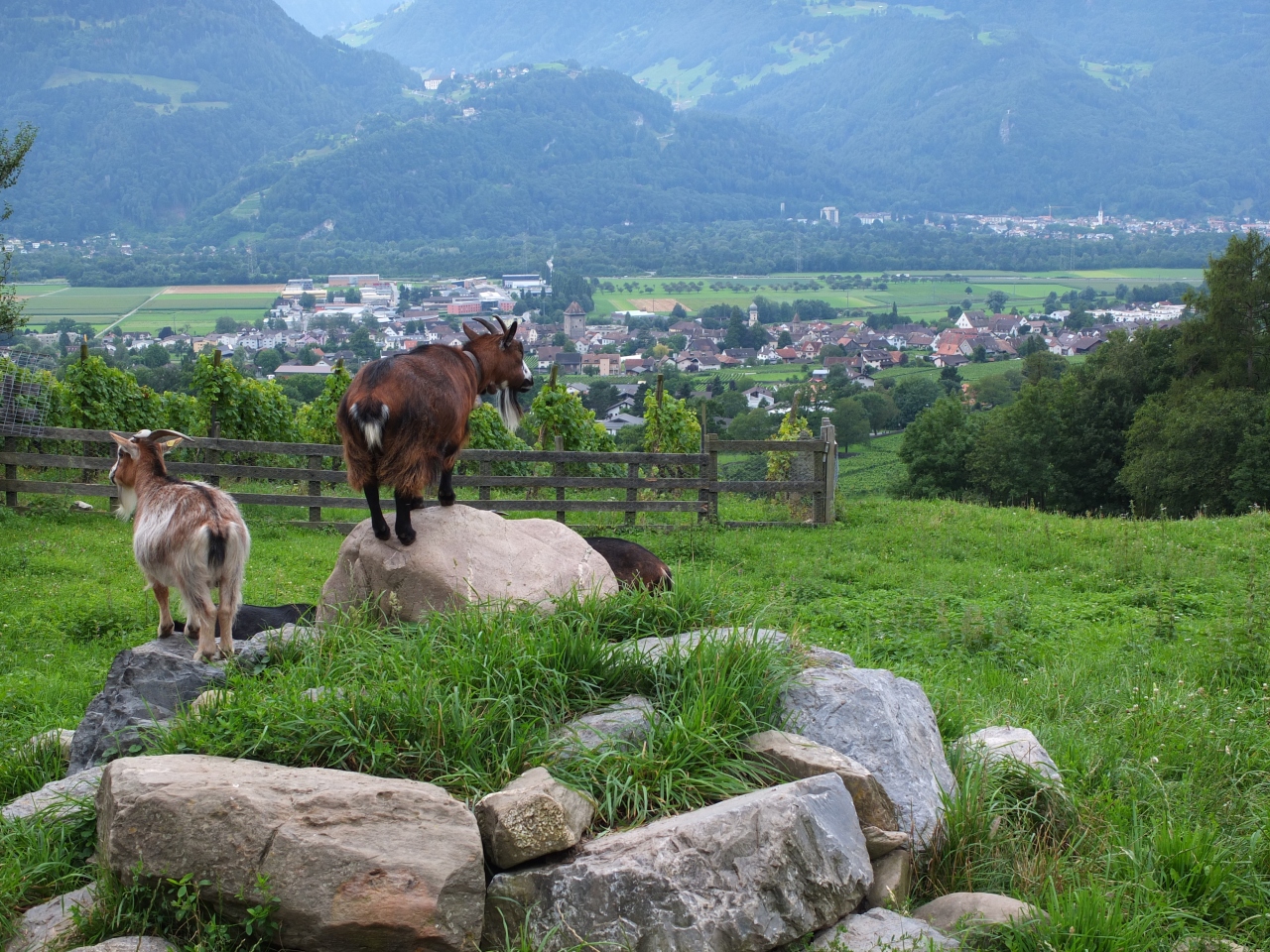 スイス旅行 意外にハードなハイジまでの道 マイエンフェルト スイス の旅行記 ブログ By Pirupiruさん フォートラベル