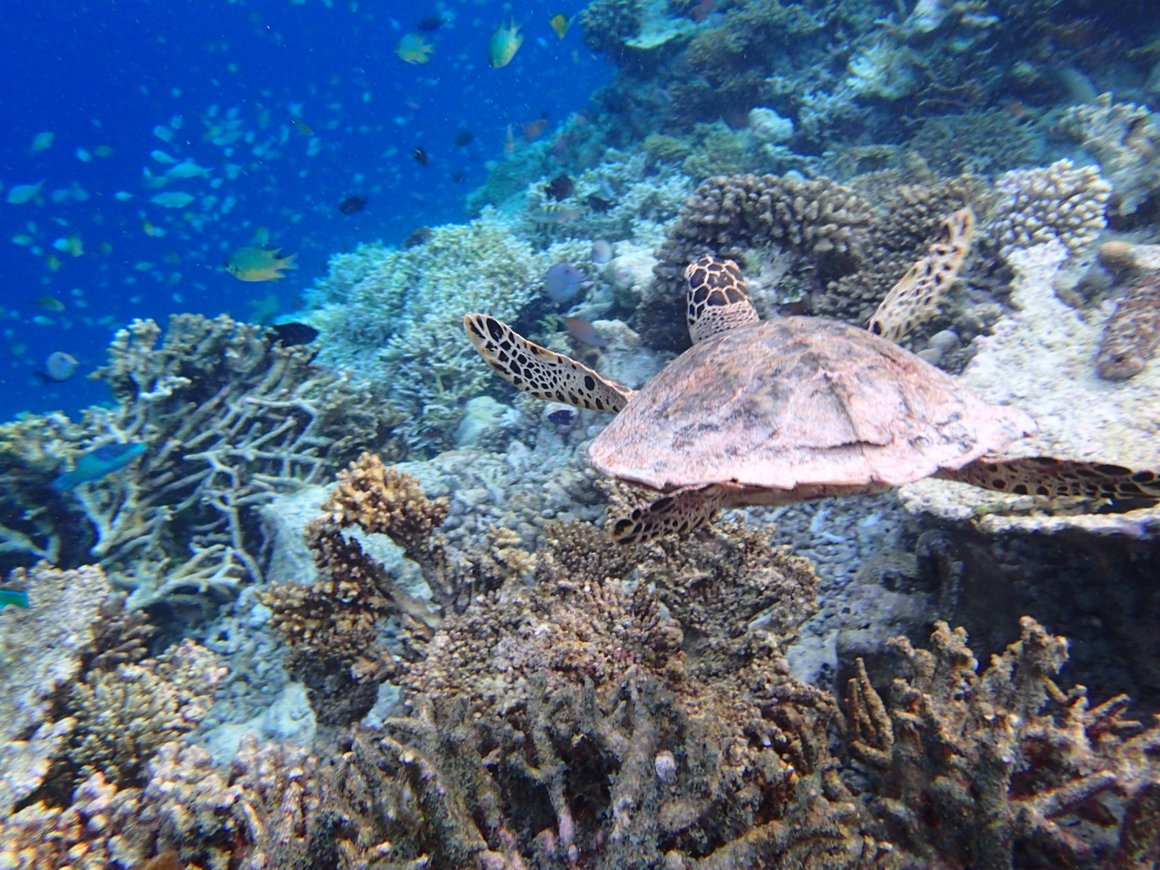 Maldives 16 ヴィラメンドゥ 食事 海など アリ環礁 モルディブ の旅行記 ブログ By ひとかさん フォートラベル