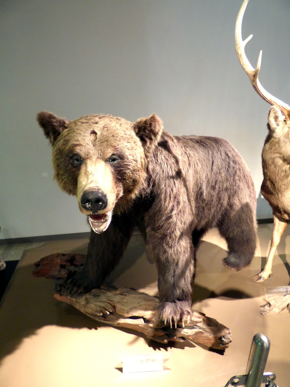 20 初夏の北海道4泊 円山動物園その1 動物科学館 次世代エネルギーパーク zoo cafe ズー カフェ 北海道のワシ タカ こども動物園 札幌 北海道 の旅行記 ブログ By ミシマさん フォートラベル 20 初夏の北海道4泊 円山動物園その1 動物科学館 次世代エネルギーパーク zoo cafe ズー カフェ 北海道のワシ タカ こども動物園 札幌 北海道 の旅行記 ブログ By ミシマさん フォートラベル