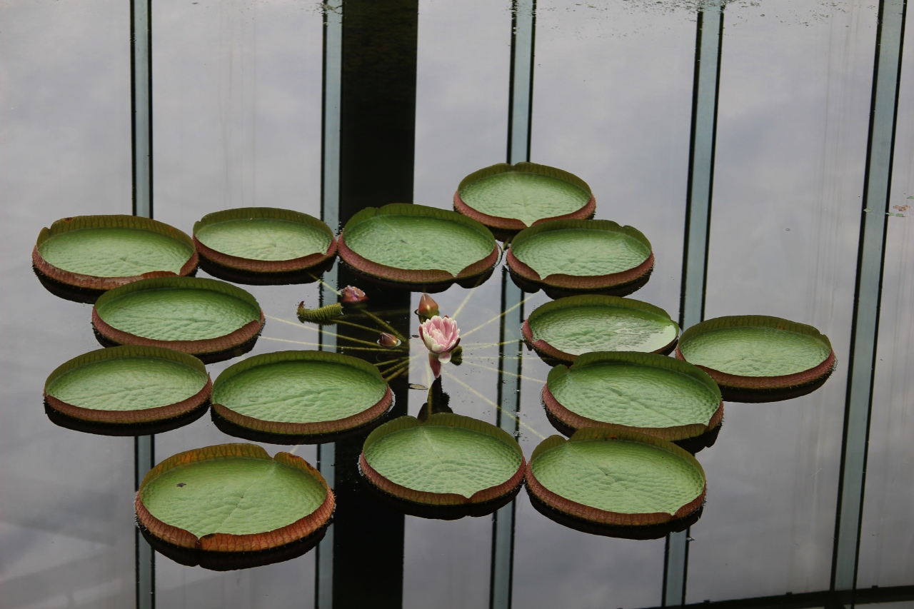 新宿御苑の温室の花 新宿 東京 の旅行記 ブログ By パンダ３３さん フォートラベル