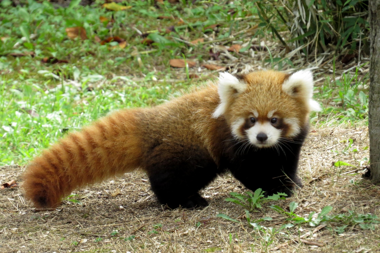 初秋のレッサーパンダ紀行 ７ みさき公園 国際レッサーパンダデーに最高のプレゼント みさき公園２３年ぶりの仔レッサー公開 阪南 岬 大阪 の旅行記 ブログ By Jilllucaさん フォートラベル