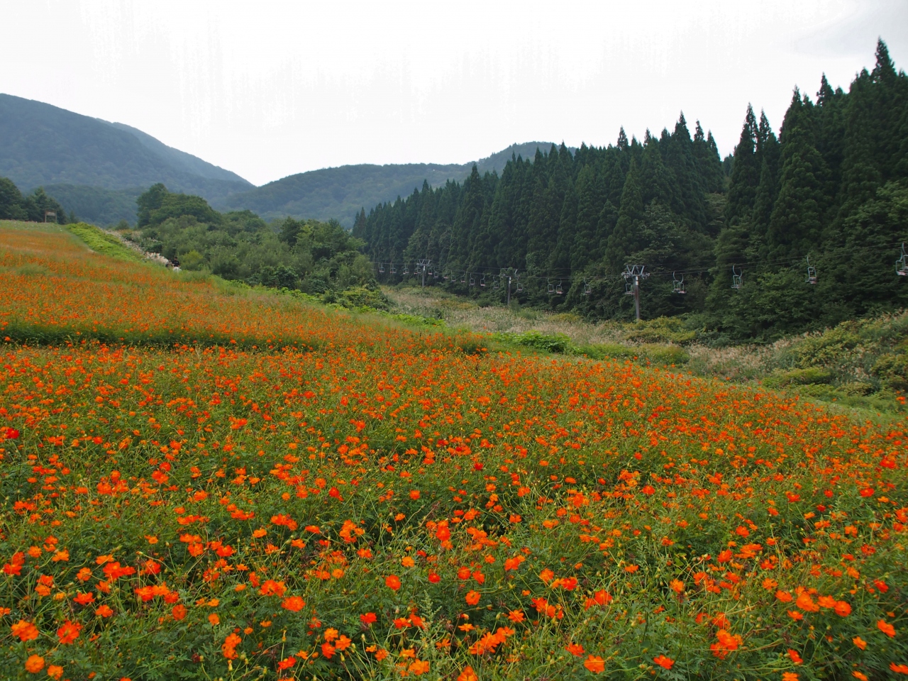 爽やかながらも もの哀しい秋の景色 廃スキー場のコスモス畑に虫の声 面白山コスモスベルグ 山形市 山形県 の旅行記 ブログ By こあひるさん フォートラベル