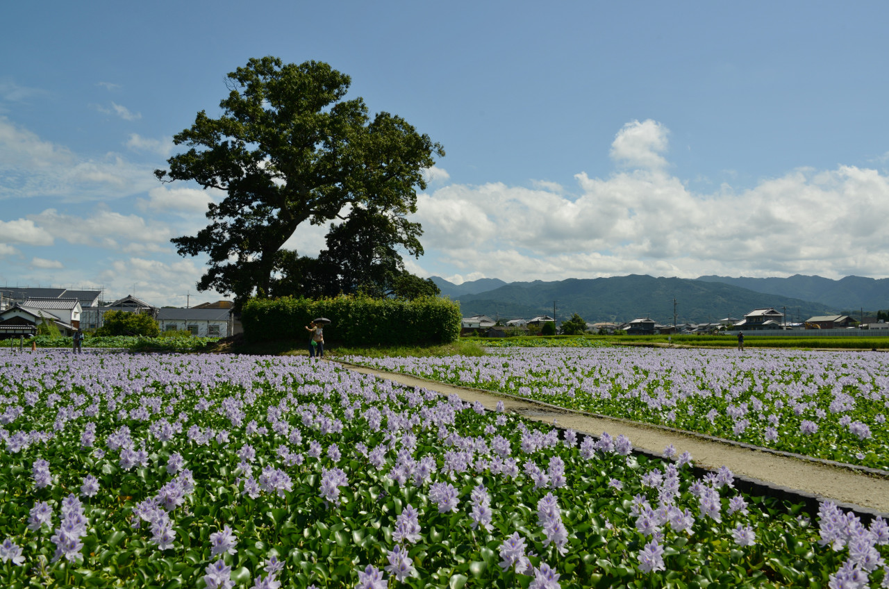 本薬師寺跡のホテイアオイ 橿原 奈良県 の旅行記 ブログ By Punchmsさん フォートラベル