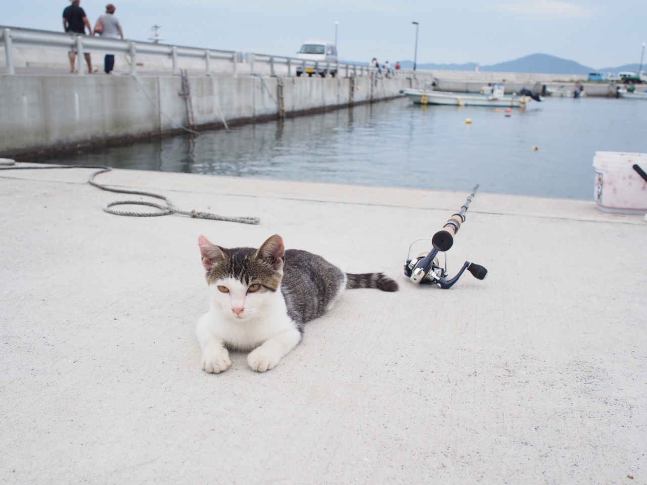 離島マニアの田代島ねこ散歩 石巻 宮城県 の旅行記 ブログ By しーちゃんさん フォートラベル