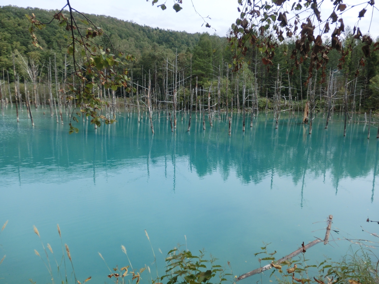 北海道美瑛町 青かった青い池 美瑛選果で満足のランチをしてきた 美瑛 びえい 北海道 の旅行記 ブログ By メープルandショコラさん フォートラベル 北海道美瑛町 青かった青い池 美瑛選果で満足のランチをしてきた 美瑛 びえい 北海道 の旅行記 ブログ By メープルandショコラさん フォートラベル