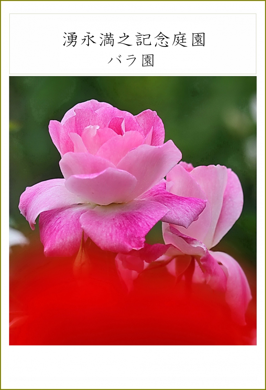 Solitary Journey 薔薇特別編 薔薇は豪華で見応えがある初夏を彩る花です モネゆかりの睡蓮も観賞 湧永庭園バラ園 広島県安芸高田市 安芸高田 広島県 の旅行記 ブログ By Mechagodzilla 703さん フォートラベル Solitary Journey 薔薇特別編 薔薇は豪華で見応えがある初夏を彩る花です モネゆかりの睡蓮も観賞 湧永庭園バラ園 広島県安芸高田市 安芸高田 広島県 の旅行記 ブログ By Mechagodzilla 703さん フォートラベル