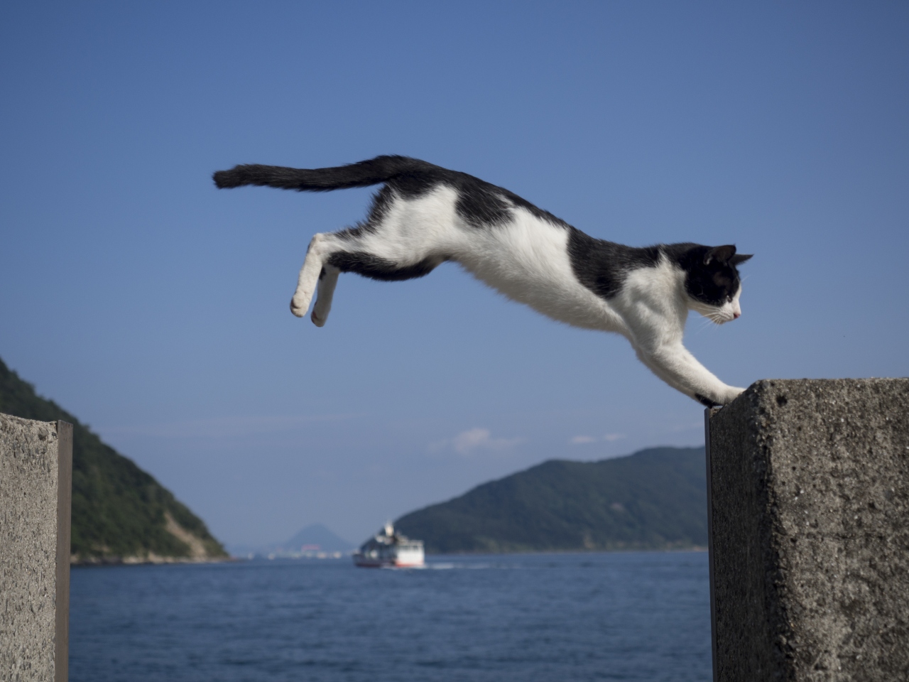 猫島を巡る瀬戸内海縦断の旅 笠岡 浅口 岡山県 の旅行記 ブログ By Yamadamさん フォートラベル