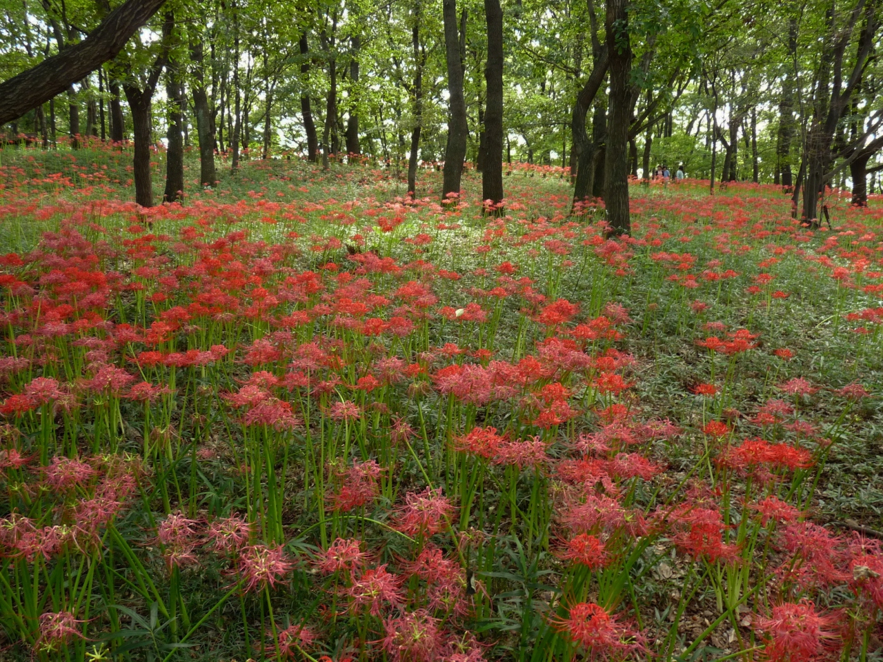 境御嶽山自然公園の彼岸花 16 2 見頃を過ぎて 終わりそうでした 群馬県 伊勢崎市 伊勢崎 群馬県 の旅行記 ブログ By Minamicazeさん フォートラベル 境御嶽山自然公園の彼岸花 16 2 見頃を過ぎて 終わりそうでした 群馬県 伊勢崎市 伊勢崎 群馬県 の旅行記 ブログ By Minamicazeさん フォートラベル