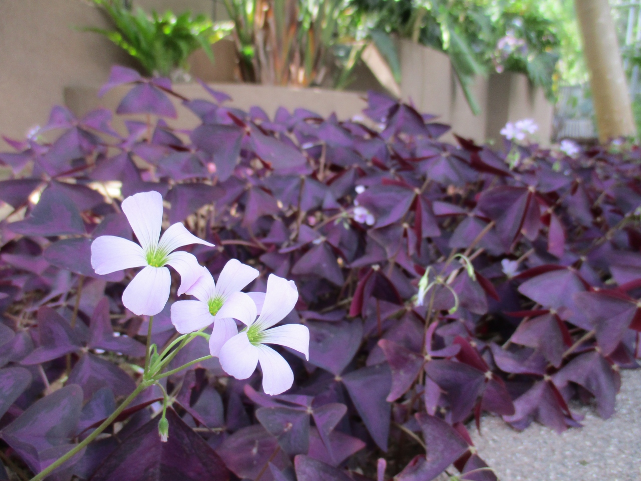 横須賀 くりはま花の国 コスモスまつり2016 横須賀 神奈川県 の旅行記 ブログ By Tom Sawyerさん フォートラベル 横須賀 くりはま花の国 コスモスまつり2016 横須賀 神奈川県 の旅行記 ブログ By Tom Sawyerさん フォートラベル