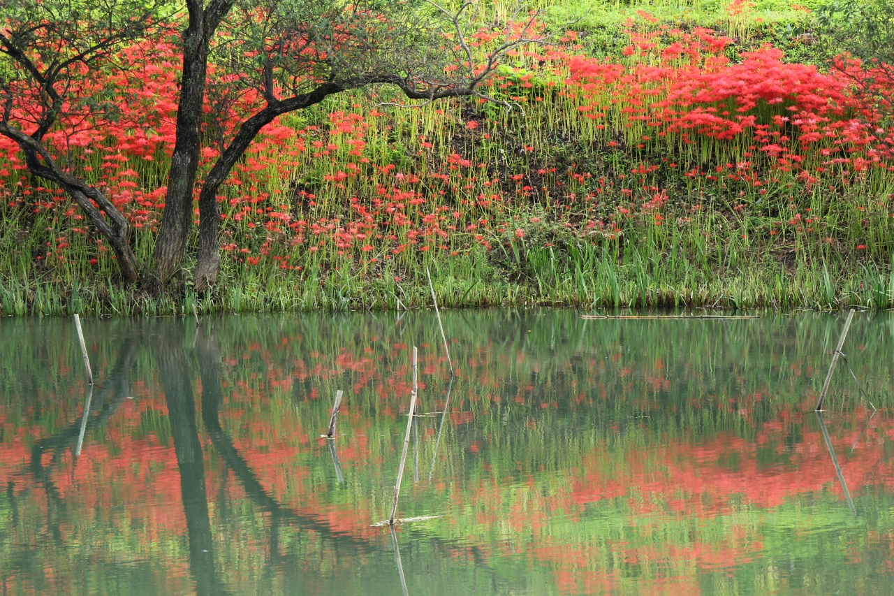岐阜県海津郡津屋川の真っ赤な彼岸花ロードを歩く 安八 海津 岐阜県 の旅行記 ブログ By みちるさん フォートラベル