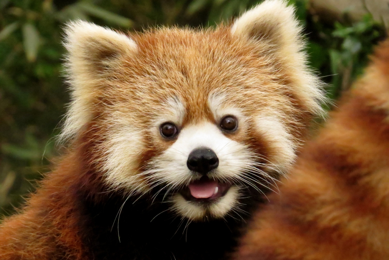 レッサーパンダ様専用確認ページ www.ncck.org