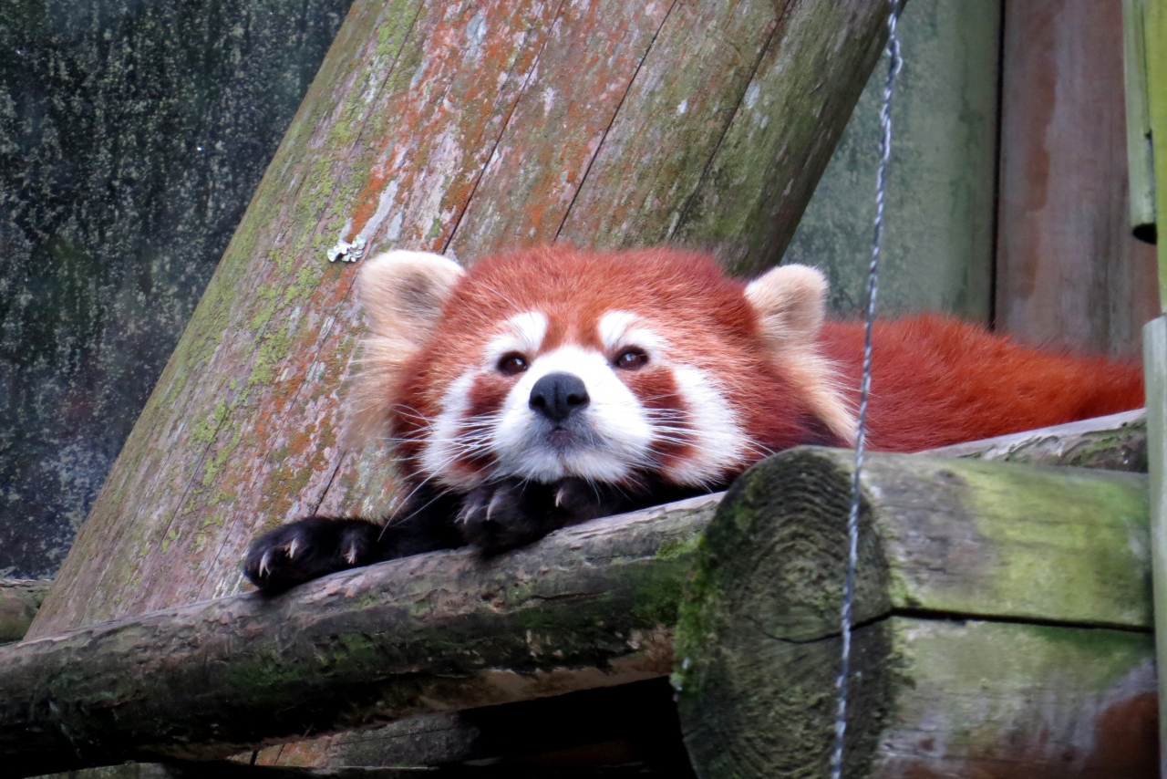 初秋のレッサーパンダ紀行 9 とべ動物公園 ありがとう さようなら可愛い可愛い優花ママ 天国から子供達を見守っててくださいね 松山 愛媛県 の旅行記 ブログ By Jilllucaさん フォートラベル 初秋のレッサーパンダ紀行 9 とべ動物公園 ありがとう さようなら可愛い可愛い優花ママ 天国から子供達を見守っててくださいね 松山 愛媛県 の旅行記 ブログ By Jilllucaさん フォートラベル
