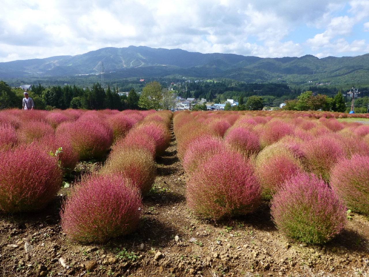 ひるがの高原コキアパーク ひるがの高原 鷲ヶ岳 岐阜県 の旅行記 ブログ By Yamayamaさん フォートラベル