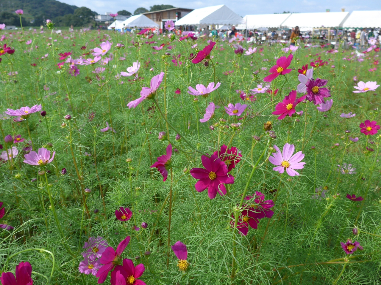 西日本最大級の 三光 コスモス祭り ２０１６ 開催初日に行ってきました 耶馬溪 中津 玖珠 大分県 の旅行記 ブログ By Sakuraさん フォートラベル